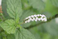 Heliotropium indicum